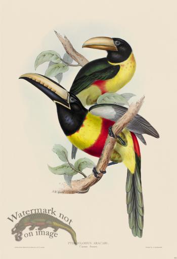 Cayenne Aracari